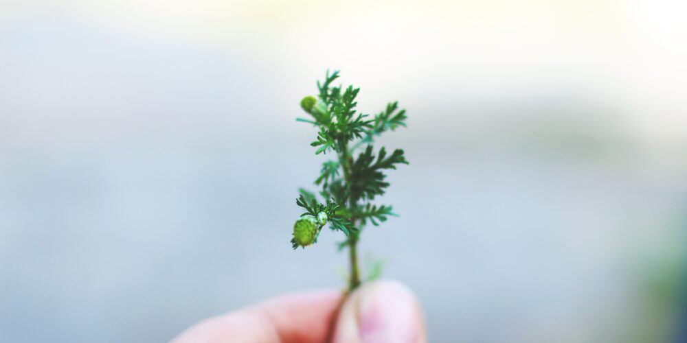 Hånd som holder en plante