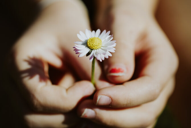 Hender som holder blomst