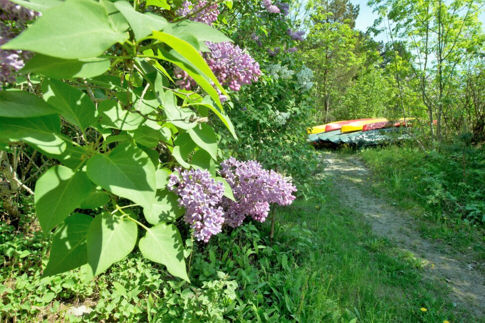 En sti gjennom skogen med blomster og båter